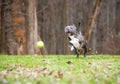 A blue brindle and white Pit Bull Terrier mixed breed dog chasing a ball Royalty Free Stock Photo