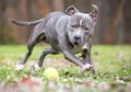 A blue brindle and white Pit Bull Terrier mixed breed dog chasing a ball Royalty Free Stock Photo