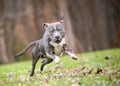 A blue brindle and white Pit Bull Terrier mixed breed dog running Royalty Free Stock Photo