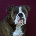 Blue brindled Olde English Bulldog Royalty Free Stock Photo