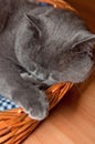 Blue British Shorthair Cat