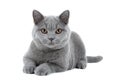 Blue British Shorthair cat