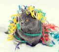 Cat entangled in colorful streamer on the snow