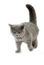 BLUE BRITISH SHORTHAIR CAT, FEMALE AGAINST WHITE BACKGROUND Royalty Free Stock Photo