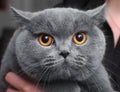 Blue British shorthair cat female portrait close up Royalty Free Stock Photo