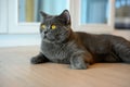 Blue British Shorthair cat with orange eyes, black cat relaxing on the floor of the house