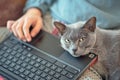 Portrait of a cat lying on a laptop and looking at the camera Royalty Free Stock Photo