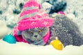 Blue British shorthair cat wearing knitting hat