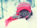 Blue British shorthair cat wearing knitting hat and scarf Royalty Free Stock Photo