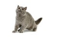 Blue British Shorthair Domestic Cat, Female against White Background Royalty Free Stock Photo