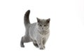 Blue British Shorthair Domestic Cat, Female against White Background Royalty Free Stock Photo