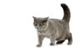 Blue British Shorthair Domestic Cat, Female against White Background Royalty Free Stock Photo