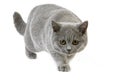 Blue British Shorthair Domestic Cat, Female against White Background Royalty Free Stock Photo