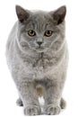 Blue British Shorthair Domestic Cat, Female against White Background Royalty Free Stock Photo