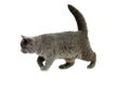 Blue British Shorthair Domestic Cat, Female walking against White Background Royalty Free Stock Photo