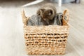 Blue british shorthair kitten is climbing in a wicker basket with a grey knitted blanket into it Royalty Free Stock Photo