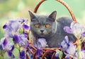 Cat sitting in a basket in iris flowers