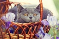 Cat sitting in a basket in iris flowers