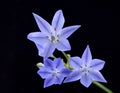 Blue Brodiaea flower