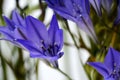 Blue brodiaea flower