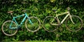 Blue and brown bicycle on ivy wall background. Royalty Free Stock Photo