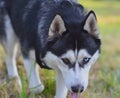 Blue and brown eyes husky dog Royalty Free Stock Photo