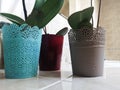 Blue brown and gray flower pot in the bathroom Royalty Free Stock Photo