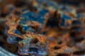 Blue with brown rusty industrial roller chain, soft focus Royalty Free Stock Photo