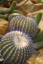 Blue buble cactus in the desert garden of nongnuch park, Pattaya, Thailand