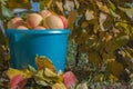 Blue bucket filled with colorful fresh ripe apples yellow and red standing under an apple tree and pile of fallen  leaves in front Royalty Free Stock Photo