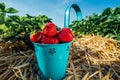 Blue bucket with fresh pick strawberries on a field Royalty Free Stock Photo