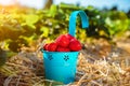 Blue bucket with fresh pick strawberries on a field. Day sunny light beams and flares in frame Royalty Free Stock Photo