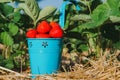 Blue bucket full of fresh pick juicy strawberries. Strawberry field on sunny day. Green leaves in background Royalty Free Stock Photo