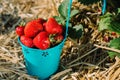 Blue bucket full of fresh pick strawberries. Strawberry field on sunny day Royalty Free Stock Photo