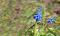 Blue budding and blooming grape hyacinth from close Royalty Free Stock Photo