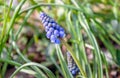 Blue budding and blooming grape hyacinth from close Royalty Free Stock Photo