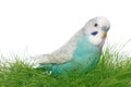 Blue budgerigar Royalty Free Stock Photo