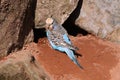 Blue budgerigar Royalty Free Stock Photo