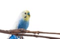 Blue Budgerigar bird Melopsittacus undulatus. Royalty Free Stock Photo