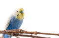 Blue Budgerigar bird Melopsittacus undulatus. Royalty Free Stock Photo