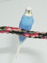 Blue budgerigar Royalty Free Stock Photo