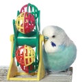 Blue budgerigar on a cage Royalty Free Stock Photo