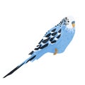 Blue budgerigar isolated on white background. parrots Psittaculidae. pets birds. exotic tropical animals. vector flat. Royalty Free Stock Photo