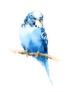 Blue Budgerigar Parakeet Watercolor Exotic Bird Illustration Hand Drawn Royalty Free Stock Photo