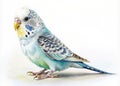 Blue budgerigar parrot isolated on white background with clipping path