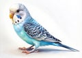 Blue budgerigar parrot isolated on white background with clipping path