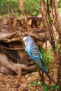 Blue Budgerigar perched on a thin tree branch surrounded by lush foliage Royalty Free Stock Photo