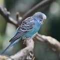 Blue Budgerigar Royalty Free Stock Photo