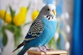 Blue budgerigar in a room