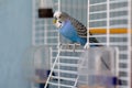 Blue budgerigar sits at the exit of the cage Royalty Free Stock Photo